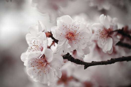 Cherry Blossom on branch with Pink Background