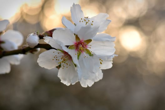 Cherry Blossoms against Abstract Silver Background