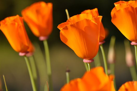 Closed California State Orange Poppy Flower  with Green Stems