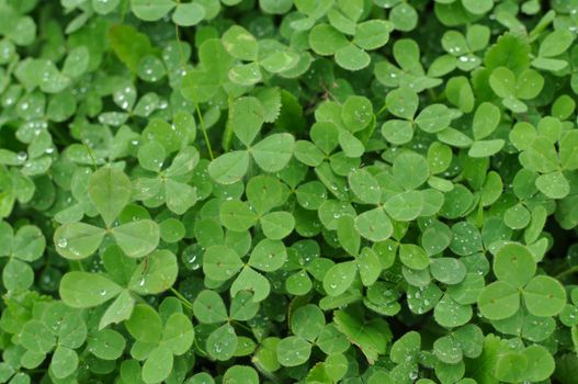 Verticle Green Clover Shamrock Background for St. Patricks Day