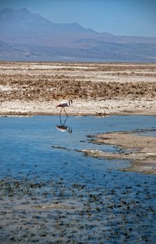 Flamingo with his reflection in a lake in the Salt Flats of the Atacama Desert