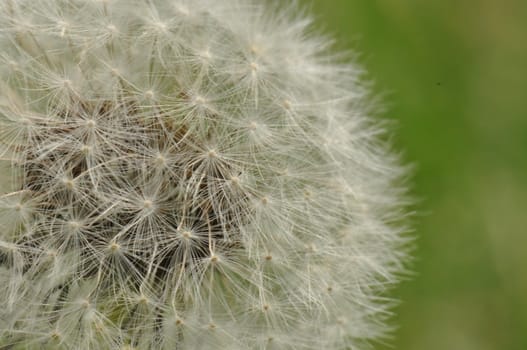 White Dandelion against green background