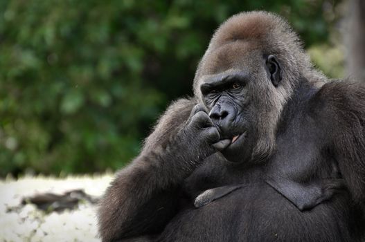 Large Black Gorilla Staring Intensly