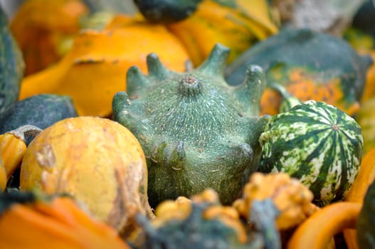 Holiday Gourds