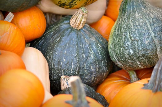 Holiday Gourds