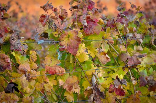 Beautiful Napa Valley Vineyard Grape Leaves