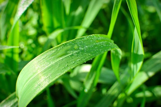 Wet Waterdrop Green Blade of Grass