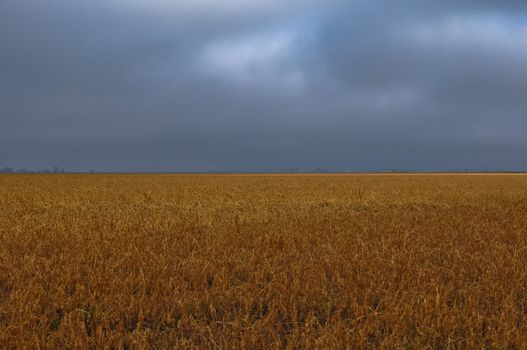 Wheat Field on a Stormy Day