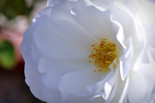 Close Up of a Single White Rose