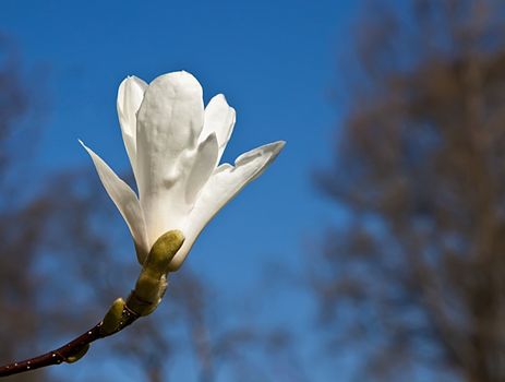 A white magnolia pictured against a blue spring sky

