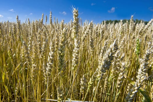 Wheaten field in Finland, taken on August 2011