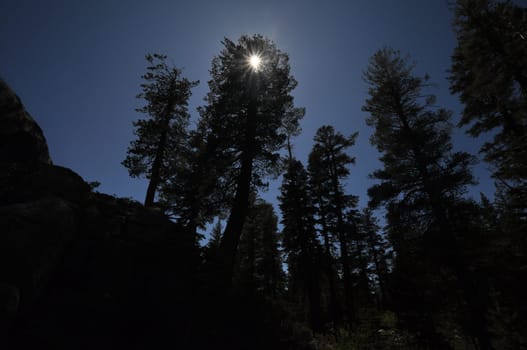 Dark and Creapy Forrest with Blue Sky