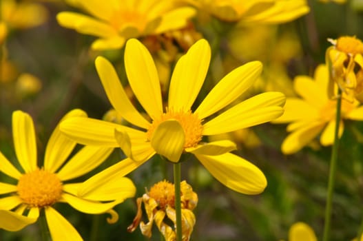 Yellow Daisy Macro Close Up in Spring