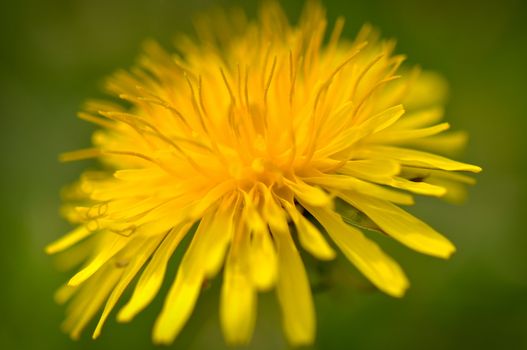 Close Up Macro of Yellow dandelion with Green Background