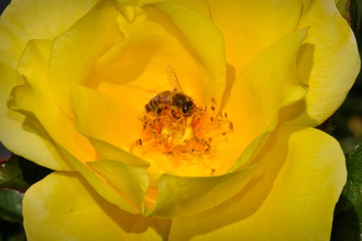 Close Up of a Single Yellow Rose with a Bee Inside
