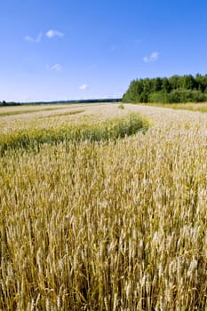 Wheaten field in Finland, taken on August 2011