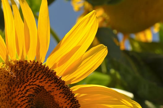 Sunflower Close Up with Blue Sky Background