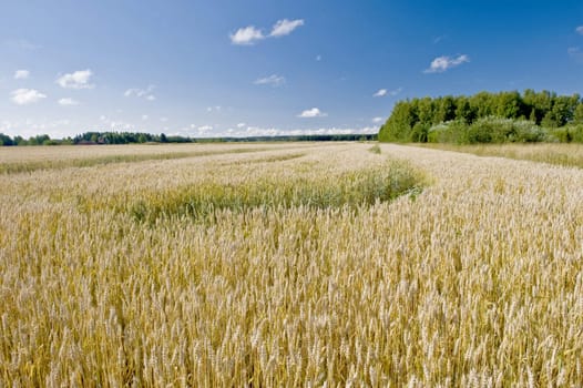Wheaten field in Finland, taken on August 2011