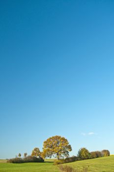 oak in autumn