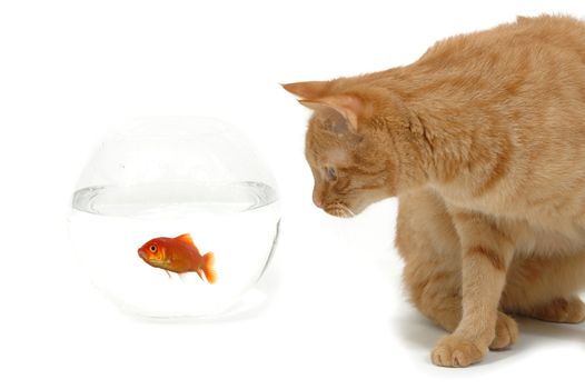 Cat is lokking at a fish in a bowl. Note the fish is still alive and in well being.
