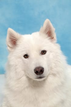 White dog taken in studio.