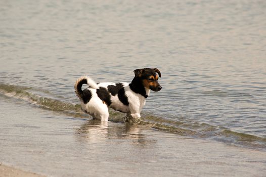 Puppy is standing in the waterline