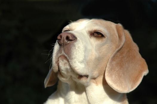 Dog is sniffing sent in the air.