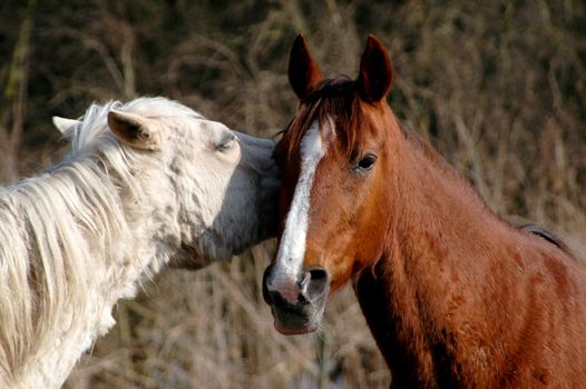 Two horses together