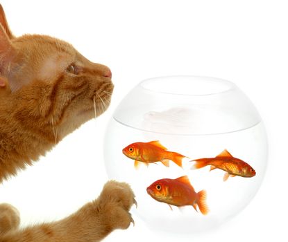 Cat is standing in front of a bowl of fish.