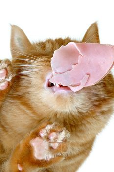 Cat is eating meat on a glass table