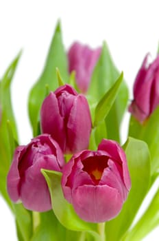 Bouquet of pink tulips on clean white background.