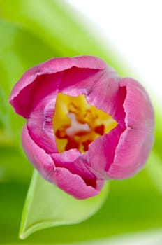 Pink tulip on clean white background