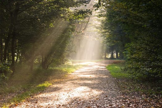 Rays of sunlight on the path in the forest