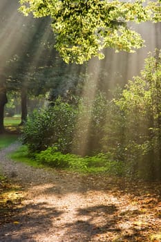 Sunbeams shining through the trees on a foggy autumn day