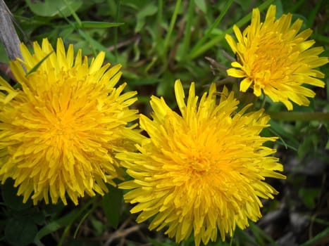 Dandelion, orange, a flower; a plant; spring; flowering; a wood