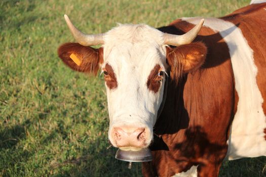 Head of a cow with big horns and grey metallic bell looking at the photographer