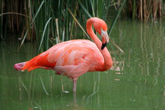 Pink flamingo standing on one foot in the water
