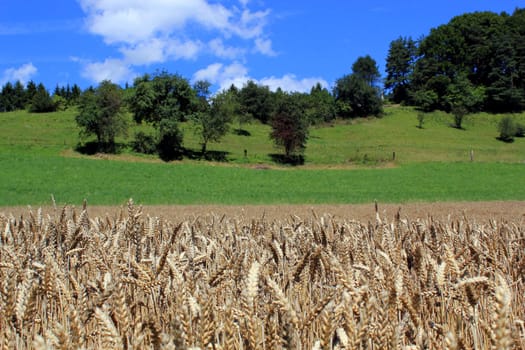 Landscape of wheat and green grass with trees by beautiful weather