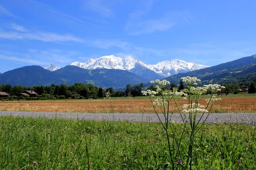 View of the Mont-Blanc massif mountain from a green rural area with a flower by beautifu� weather, France