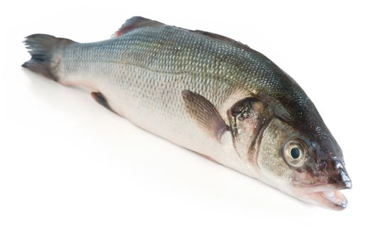 sea bass isolated on white background with clipping path