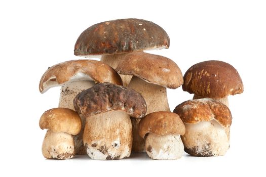 group of Boletus Edulis mushroom isolated on white background