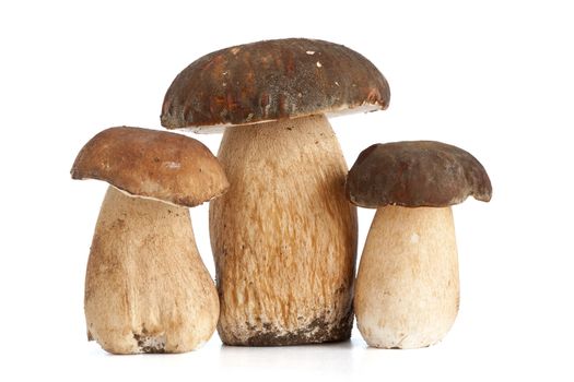 three Boletus Edulis mushroom isolated on white background