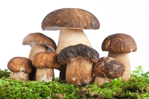 group of Boletus Edulis mushroom on moss isolated on white background