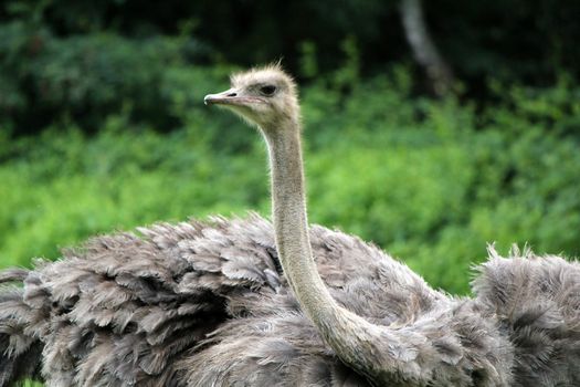 Neck and head of a grey ostrich surrounded by green vegetation