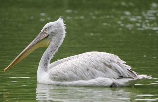 Quiet white pelican floating on the waterlake