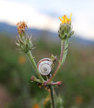 Little snail shell between two flowers