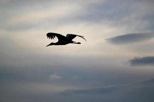 Black shadow of a storks flying away in a cloudy sky by sunset