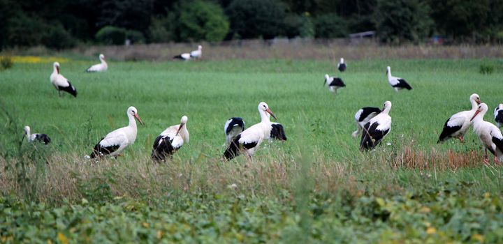 Many black and white storks standing in a green field