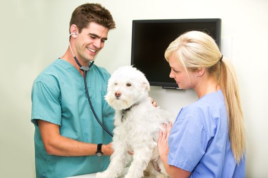 A dog at the vet having his heart rate measured