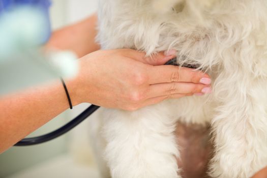 A vet measuring the heart rate on a dog